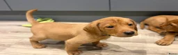 Labrador Retriever dogs for sale: Beautiful Fox Red Labrador Retriever Puppies  in Northampton - Advert 5
