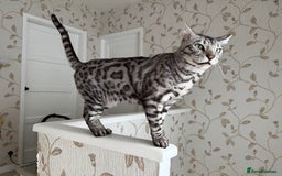 Bengal cats for sale: ⭐️Silver (black) Spotted Bengal TICA registered ⭐️ - Image 37