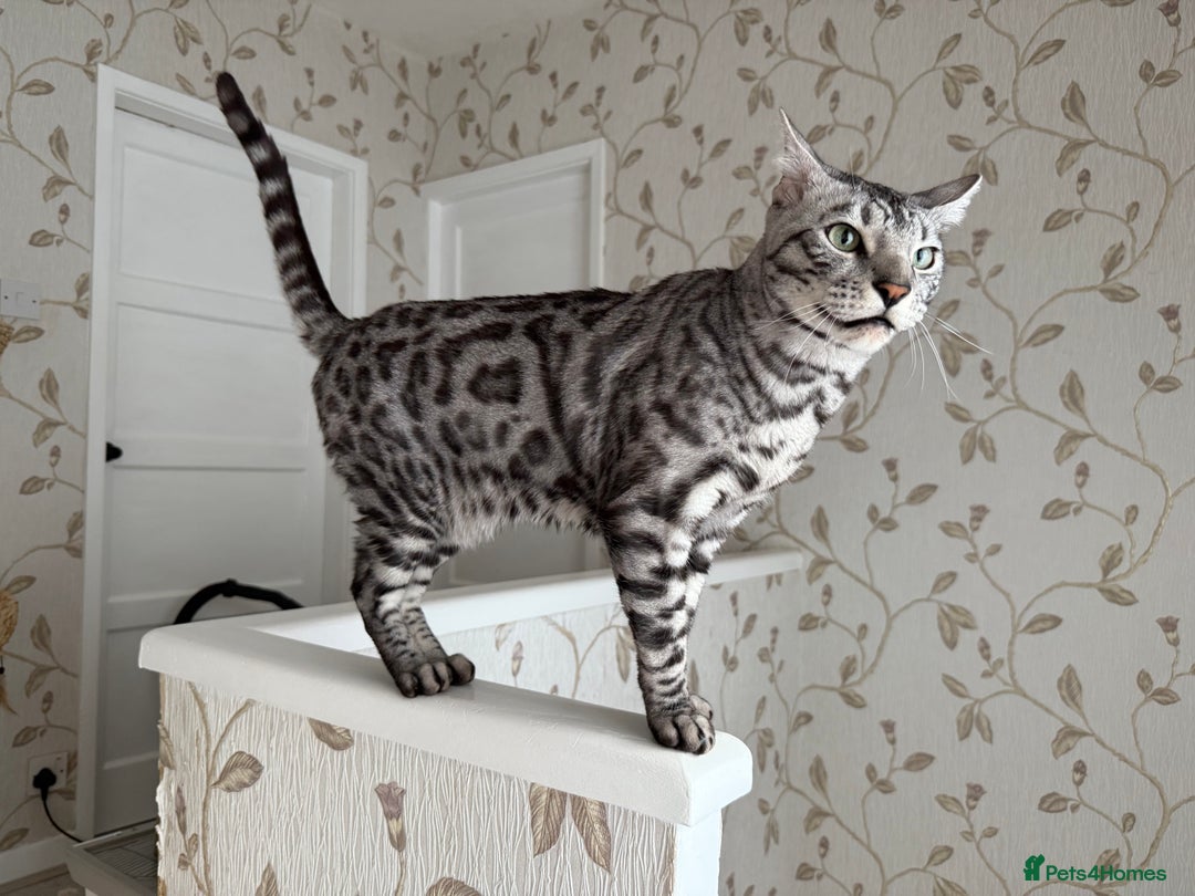 Bengal cats for sale: ⭐️Silver (black) Spotted Bengal TICA registered ⭐️ - Image 37