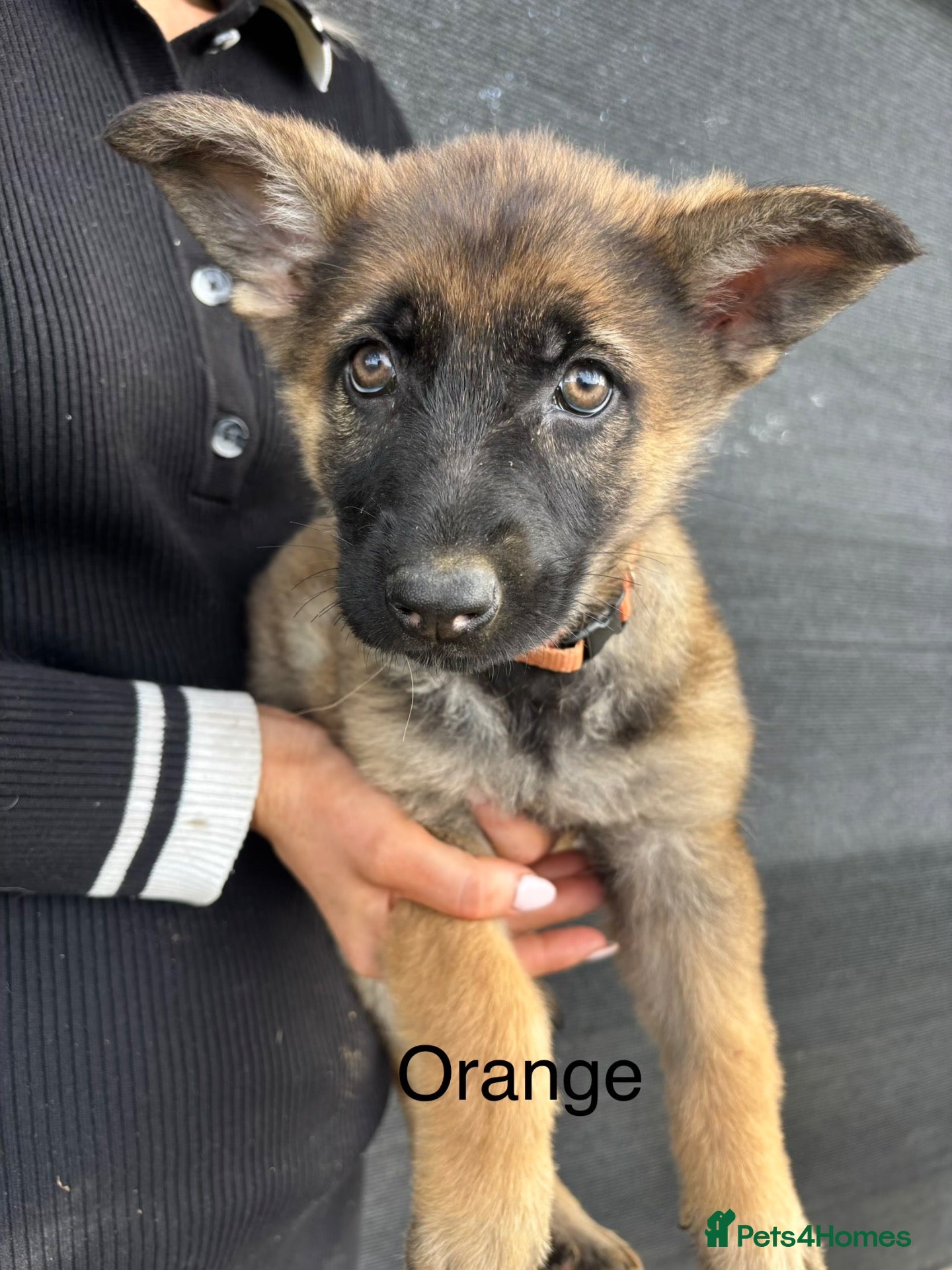 German Shepherd dogs German Shepherd Puppies For sale - Advert 4