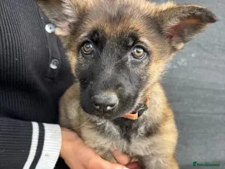 German Shepherd dogs German Shepherd Puppies For sale - Advert 4