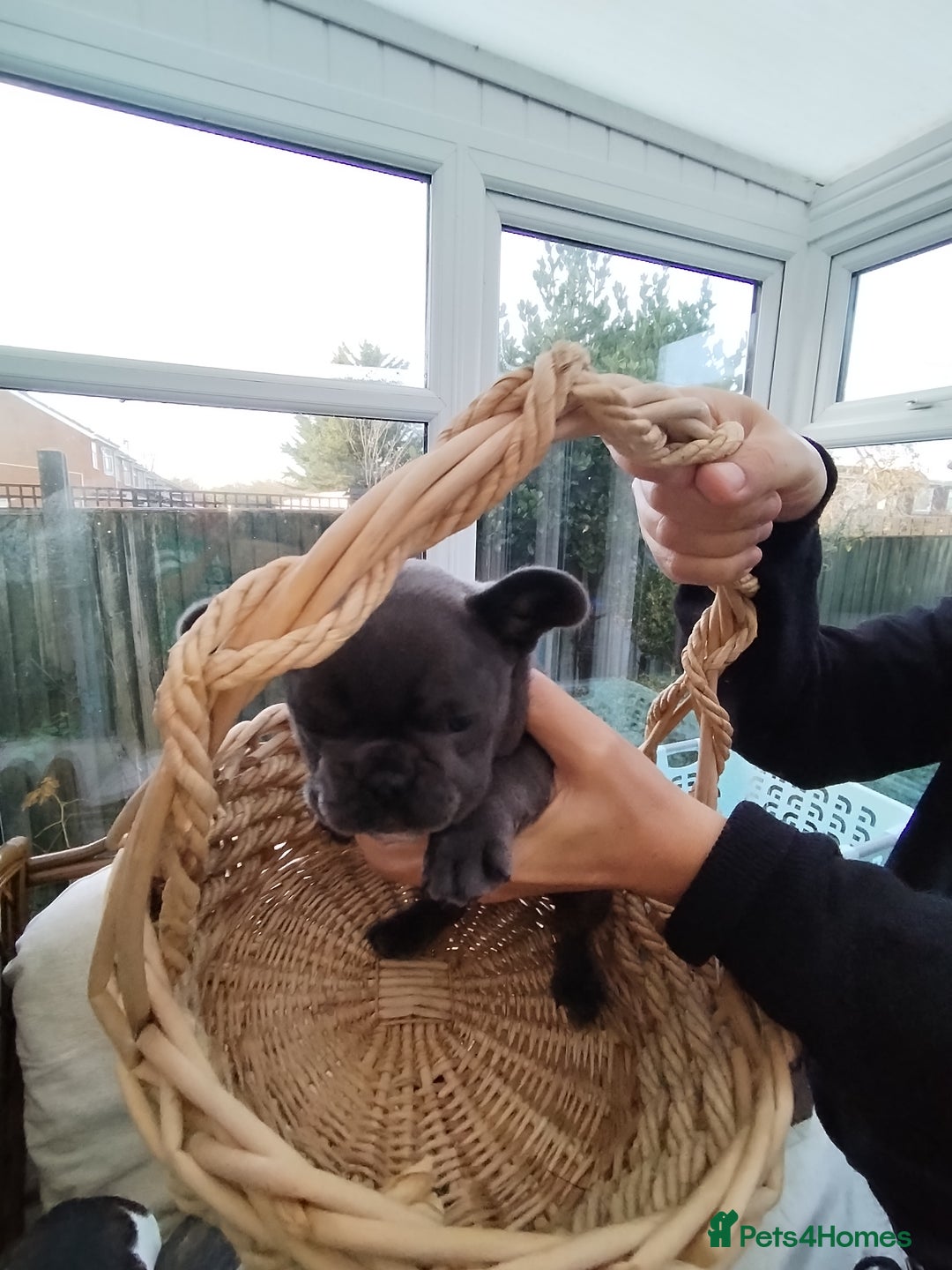 French Bulldog dogs for sale: French bulldog female blue colour - Advert 4