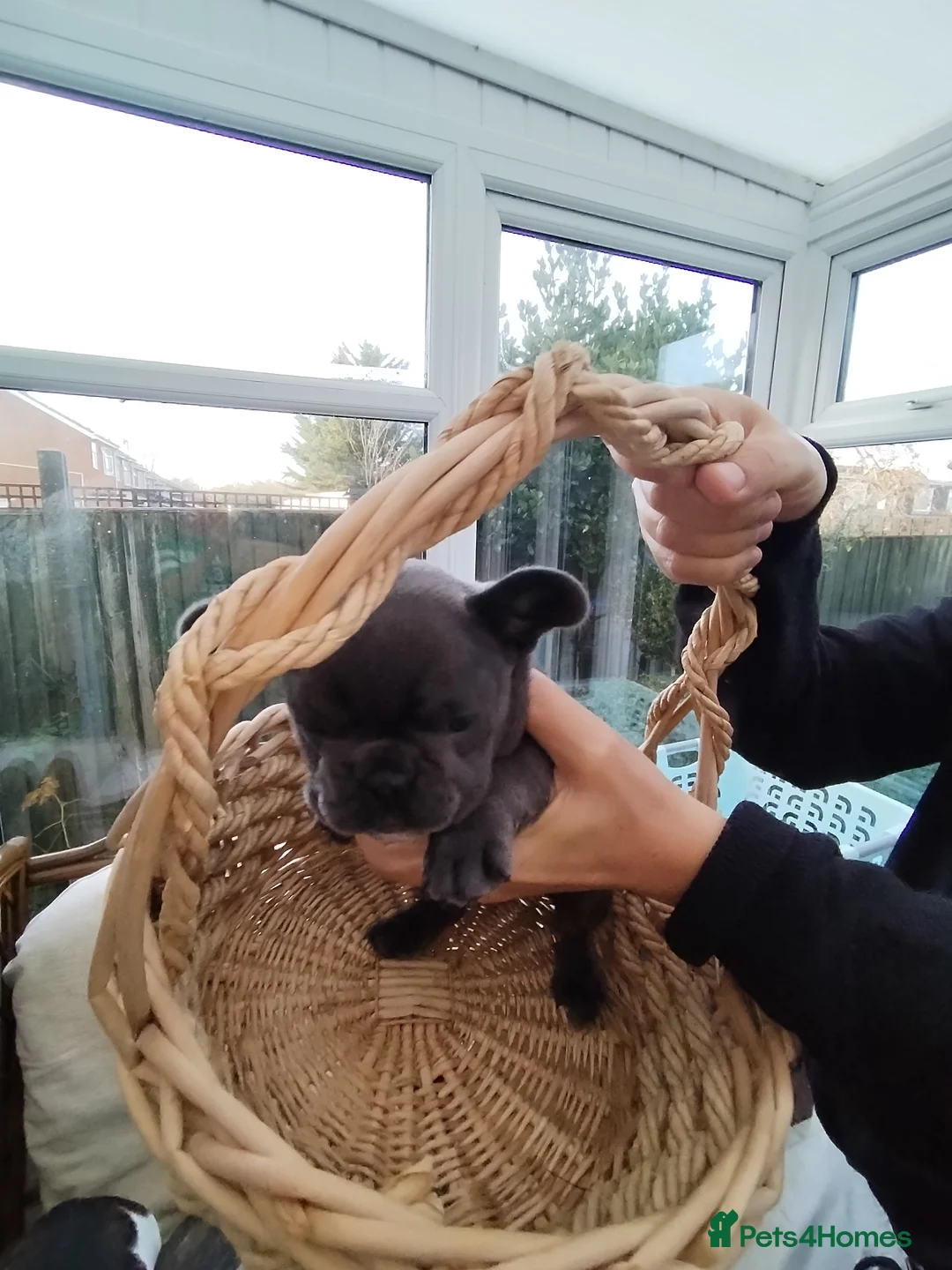 French Bulldog dogs for sale: French bulldog female blue colour - Advert 12