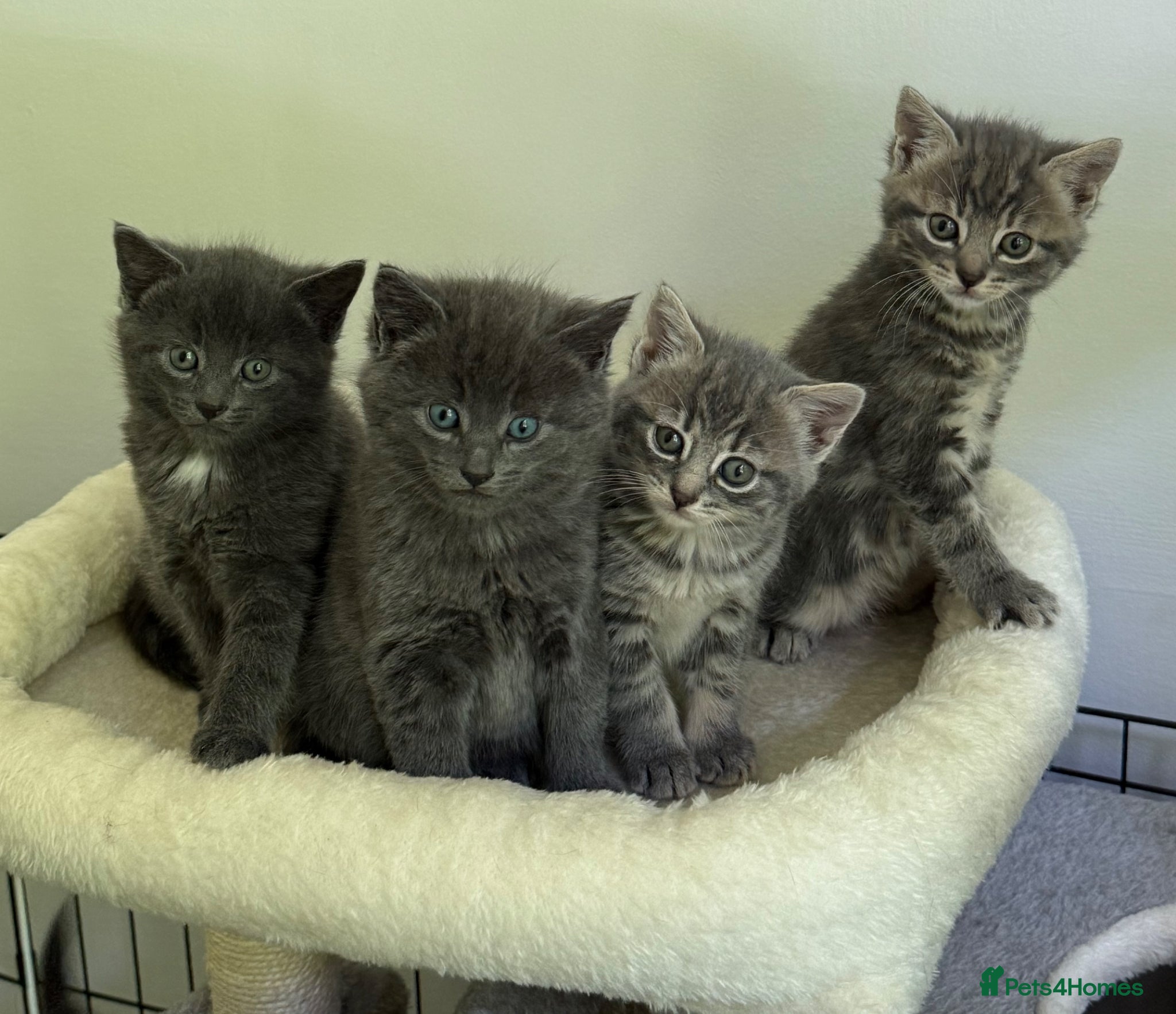 Mixed Breed cats Adorable blue grey kittens & tabby grey kittens  - Advert 1
