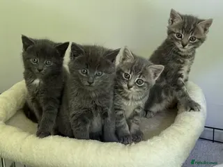 Mixed Breed cats Adorable blue grey kittens & tabby grey kittens - Advert 1