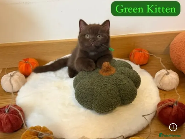 British Shorthair cats for sale: 3 Beautiful Autumn Coloured Kittens🤎🍂 - Advert 1