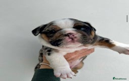 English Bulldog dogs for sale: Beautiful English bulldog puppies  - Advert 16