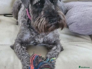 Miniature Schnauzer dogs Miniature Schnauzer puppies - Advert 10