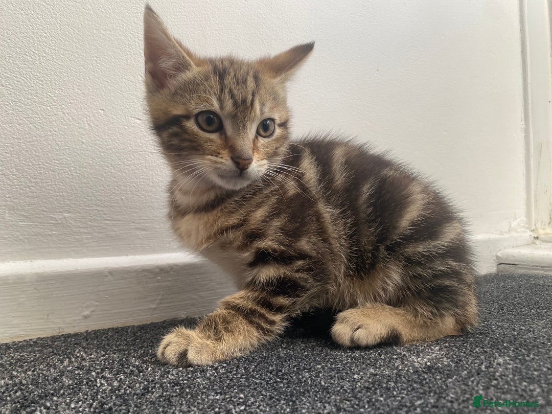 Mixed Breed cats for sale: Cute fluffy kitten ready for new home - Advert 4