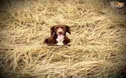 Cocker Spaniel dogs for stud: Stunning cocker spaniel for stud in Gloucester - Image 5