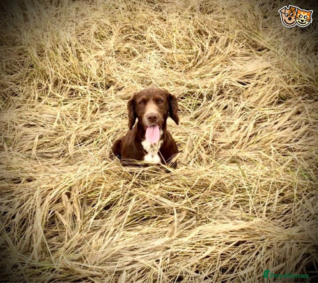 Cocker Spaniel dogs for stud: Stunning cocker spaniel for stud in Gloucester - Image 5
