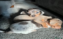 Miniature Dachshund dogs for sale: Miniature dachshund puppies - Image 16