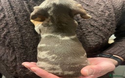 Dachshund dogs for sale: 4 gorgeous puppies for sale - Image 4