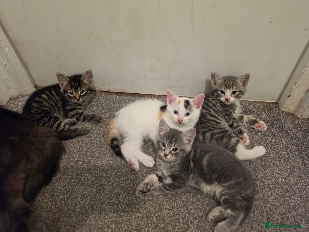 Mixed Breed cats for sale: Adorable kittens  in Edgware - Advert 2