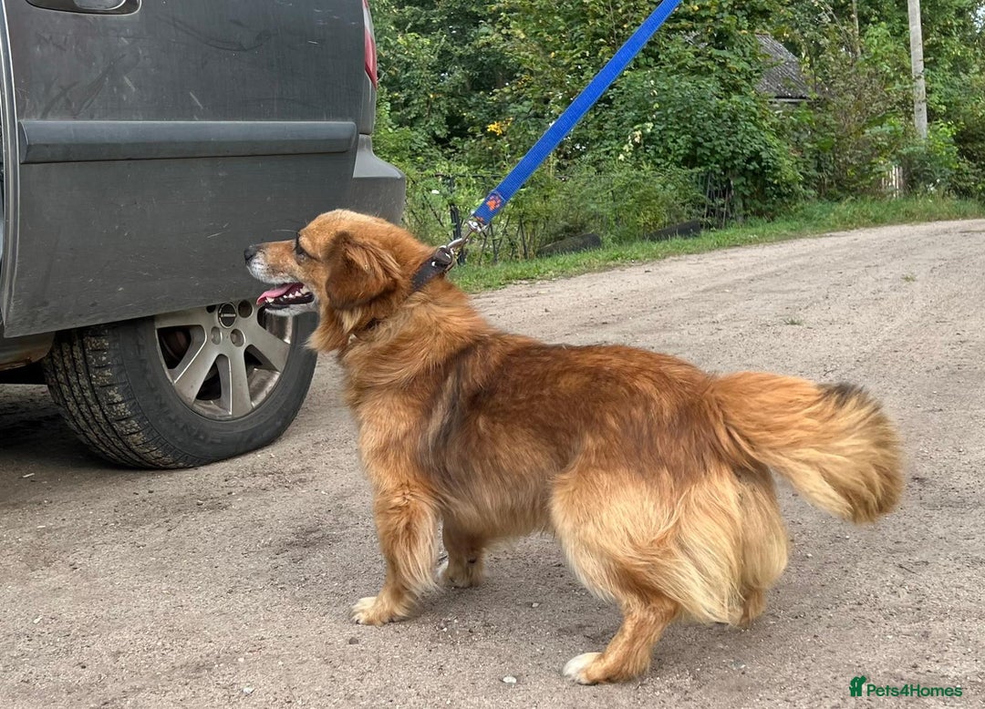 Border Collie dogs for adoption: MILOSH – Border Collie (Male) - Advert 4
