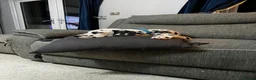 Dalmatian dogs for sale: Dalmatian looking for his new home  - Advert 5