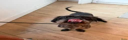 Mixed Breed dogs for adoption: Pippin & Jasper - Father & Son Pair  - Advert 2
