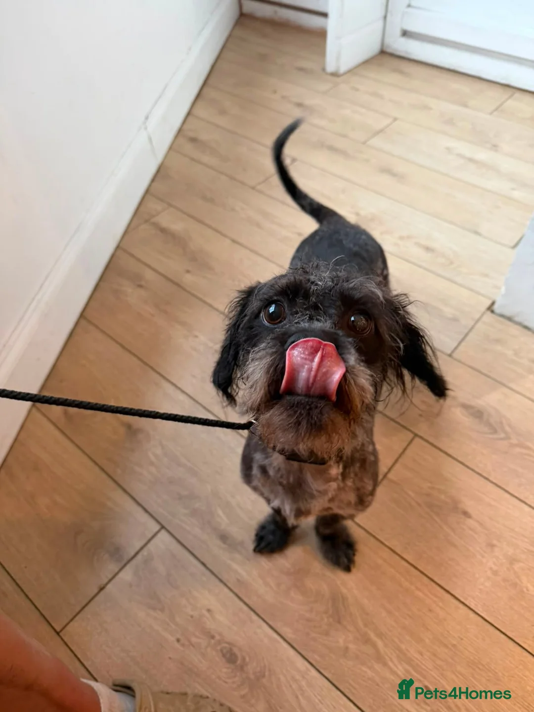 Mixed Breed dogs for adoption: Pippin & Jasper - Father & Son Pair  - Advert 2