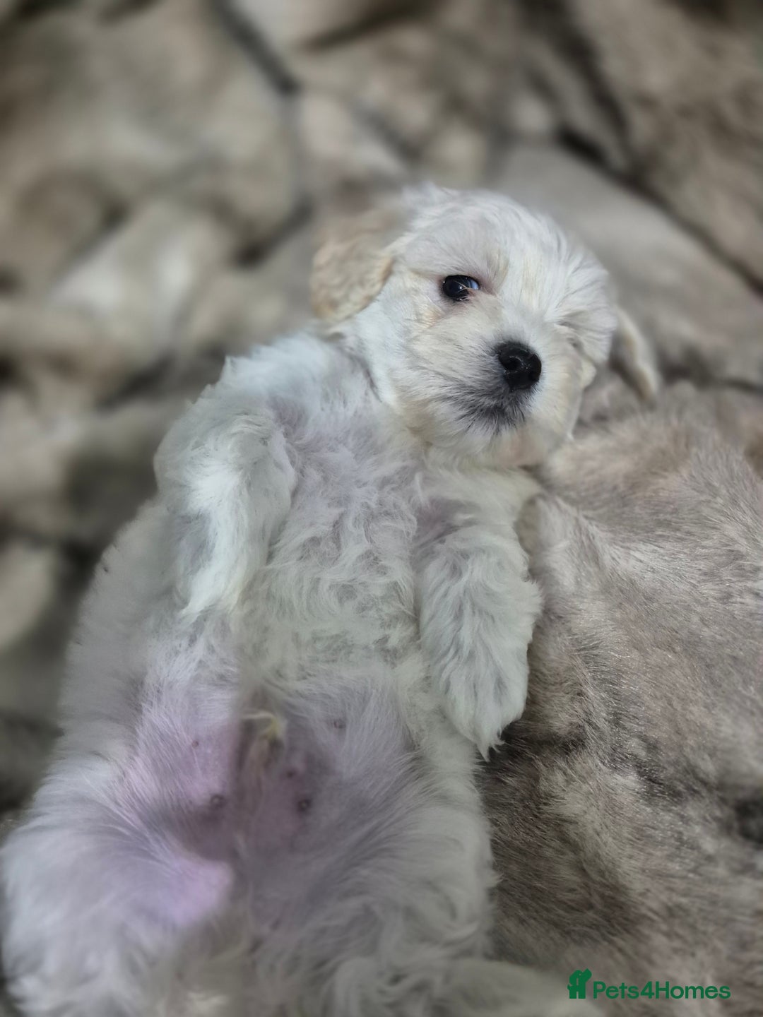 Maltese dogs for sale: K1 Beautiful Maltese puppies  - Advert 12