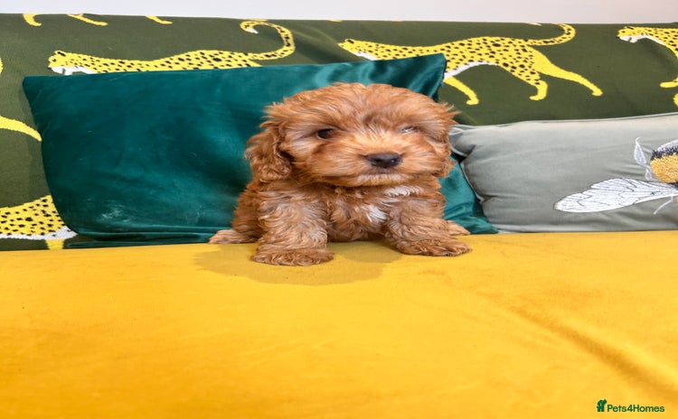 Cockapoo dogs - Advert 4