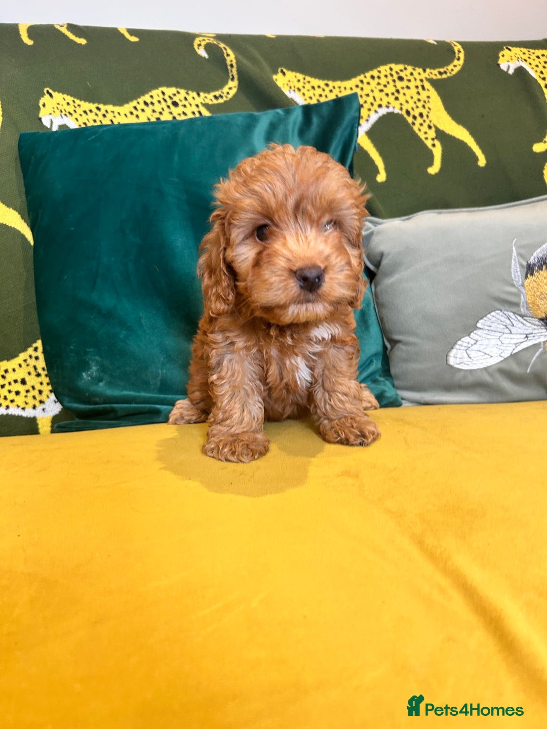 Cockapoo dogs for sale: Litter of 8 F1 cocapo one girl available  - Image 1