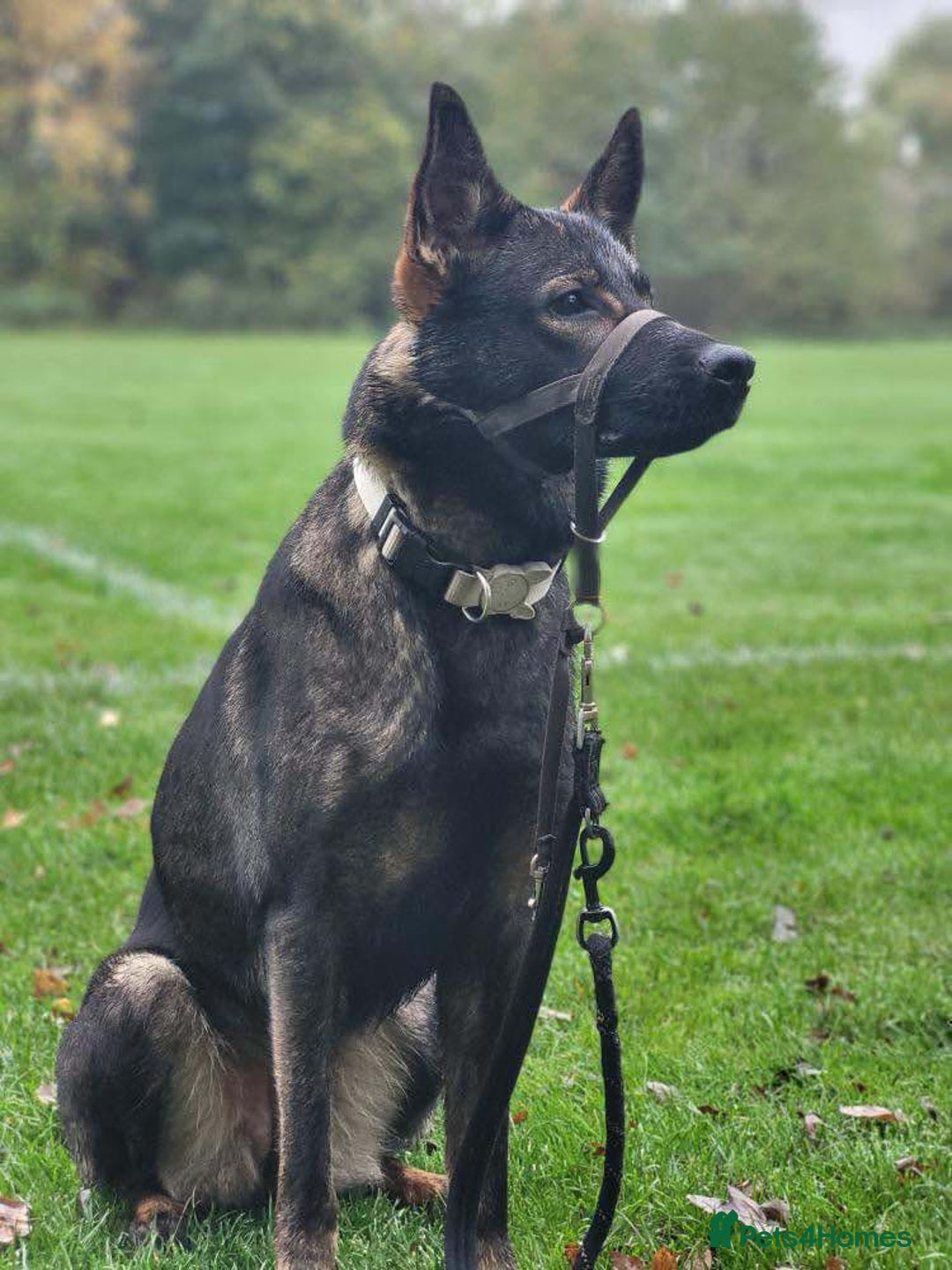 German Shepherd dogs for sale: 2 GORGEOUS MALE PUPPIES  - Image 10