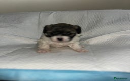 Shihpoo dogs for sale: Shihpoos  - Image 17