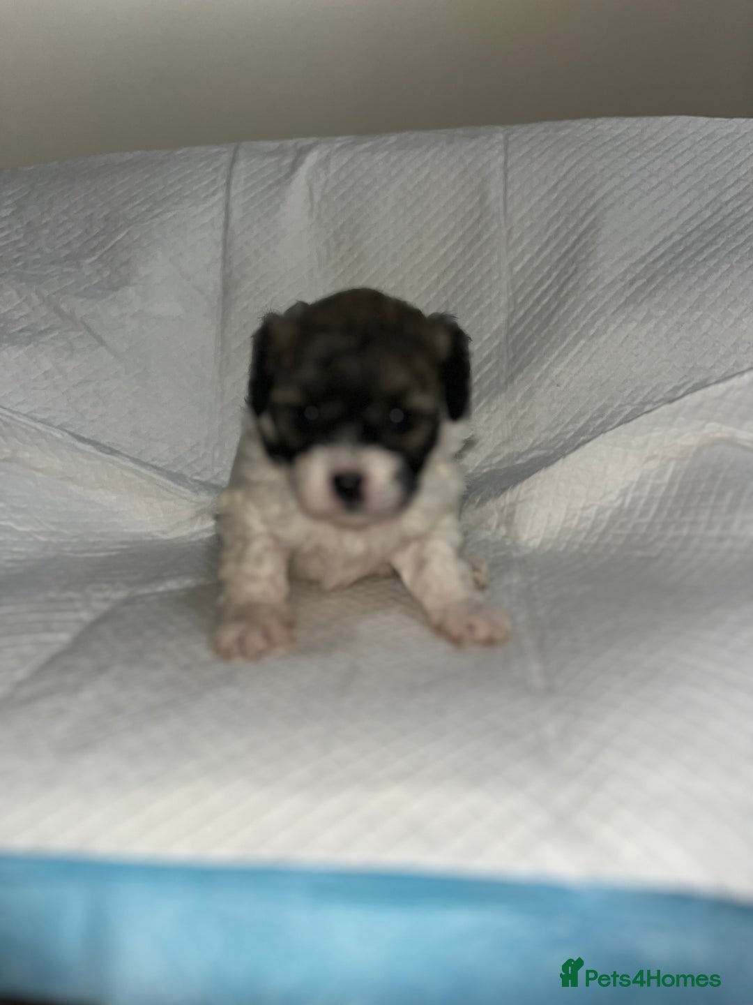 Shihpoo dogs for sale: Shihpoos  - Image 17