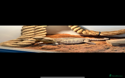 Bearded Dragon reptiles for sale: Female bearded dragon with full set up - Image 2
