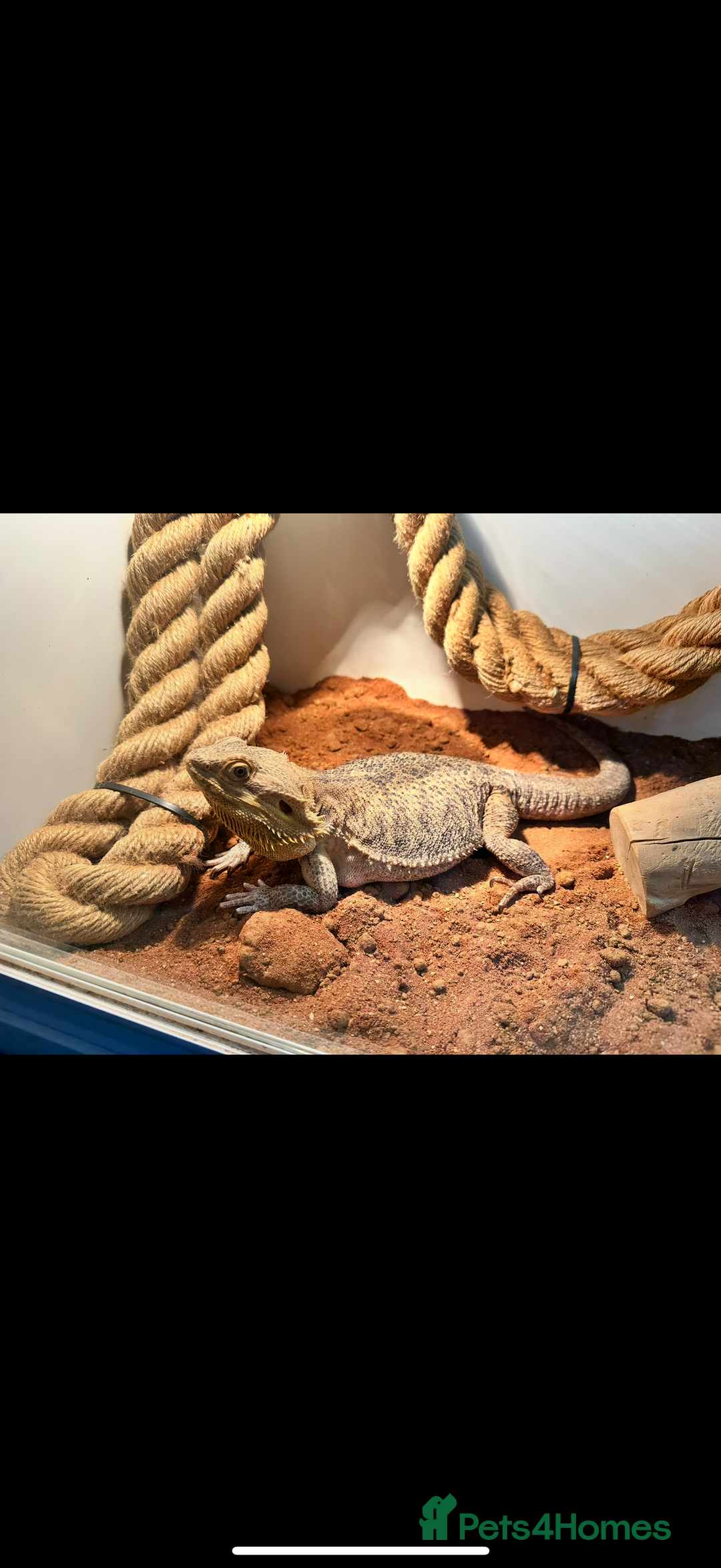 Bearded Dragon reptiles for sale: Female bearded dragon with full set up - Image 2