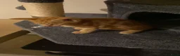 Mixed Breed cats for sale: Male cat for sale  - Advert 5