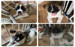 Akita dogs for sale: American akitas - Image 1