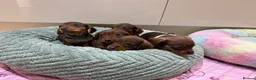 Miniature Dachshund dogs for sale: Chocolate & Tan Miniature Dachshund Pups  - Advert 8
