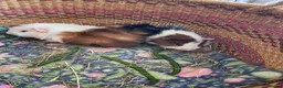 Guinea Pig rodents for sale: Beautiful baby guinea pigs - Advert 5