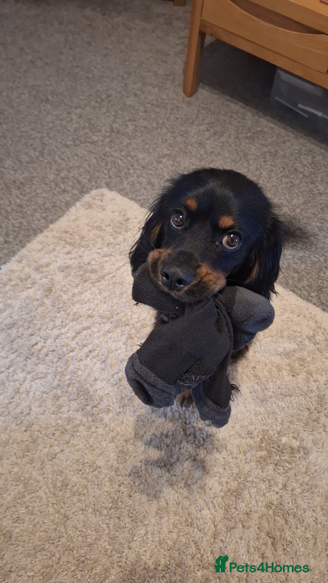 Mixed Breed dogs for sale: Cockerspaniel for sale - Advert 3