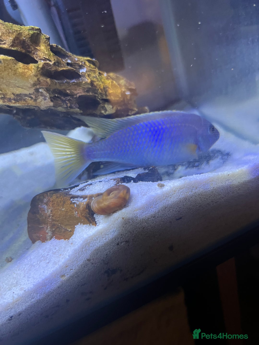 Cichlids fish for sale: Malavi cichlid  - Advert 4
