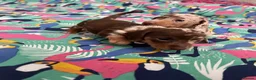 Miniature Dachshund dogs for sale: Dapple miniature dachshunds  - Advert 7