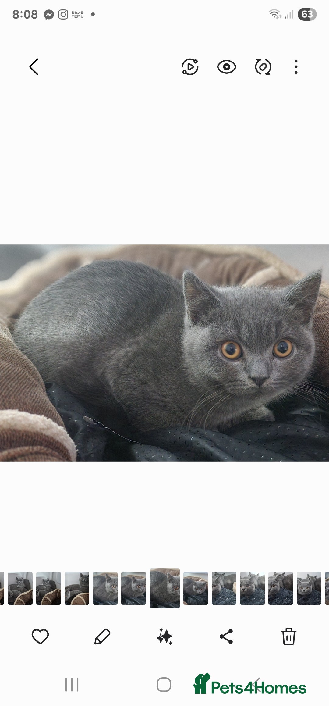 British Shorthair cats Gorgeous gccf British Shorthair girl for sale  - Advert 5