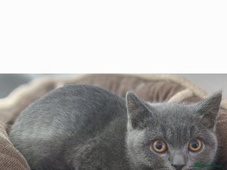 British Shorthair cats Gorgeous gccf British Shorthair girl for sale - Advert 5