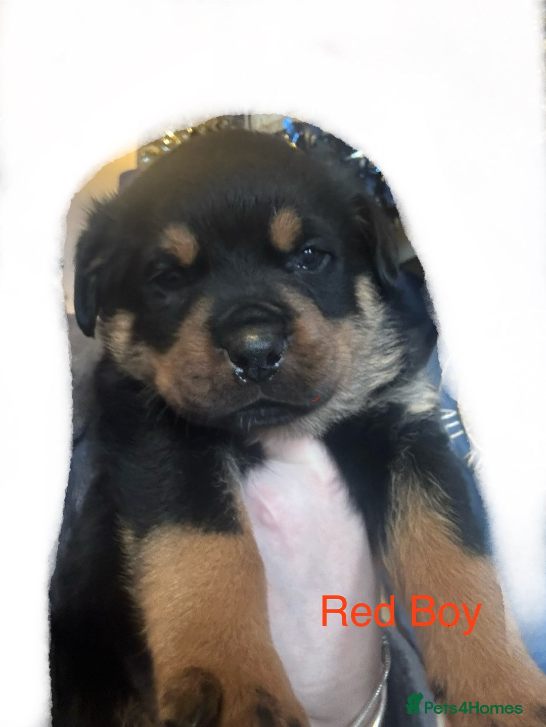 Rottweiler dogs for sale: **7 Pure Breed Rottweiler puppies** - Advert 13