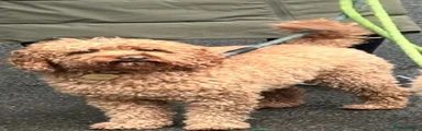 Cavapoo 3