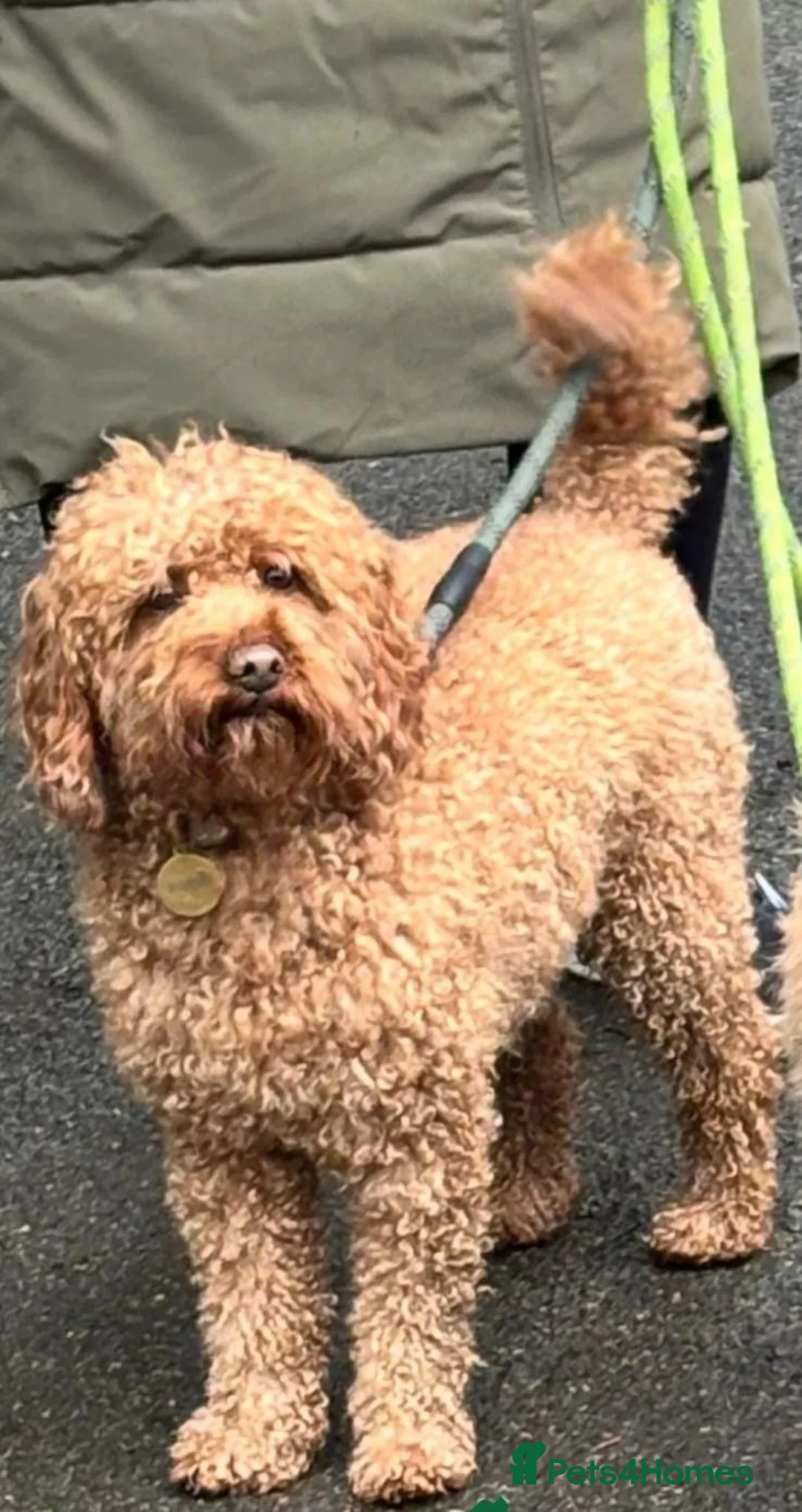 Cavapoo dogs for sale: Adorable Cavapoo Puppies – Ready in Okehampton - Advert 7