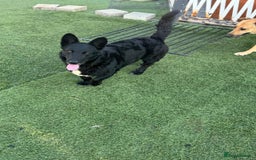 Mixed Breed dogs for adoption: Dashing Dave ready for a new home! - Image 11