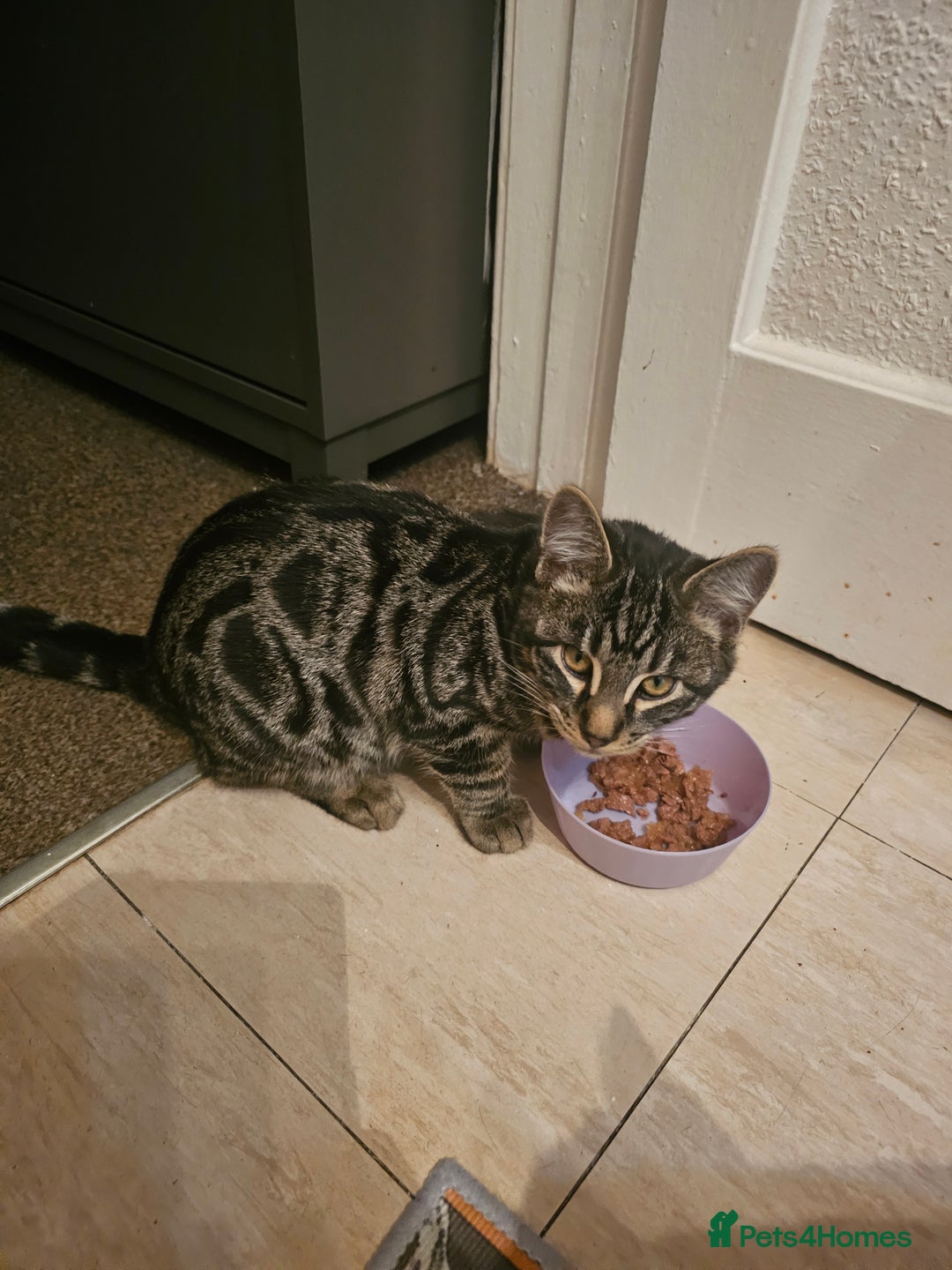 Bengal cats for sale: Bengal kittens - Advert 2