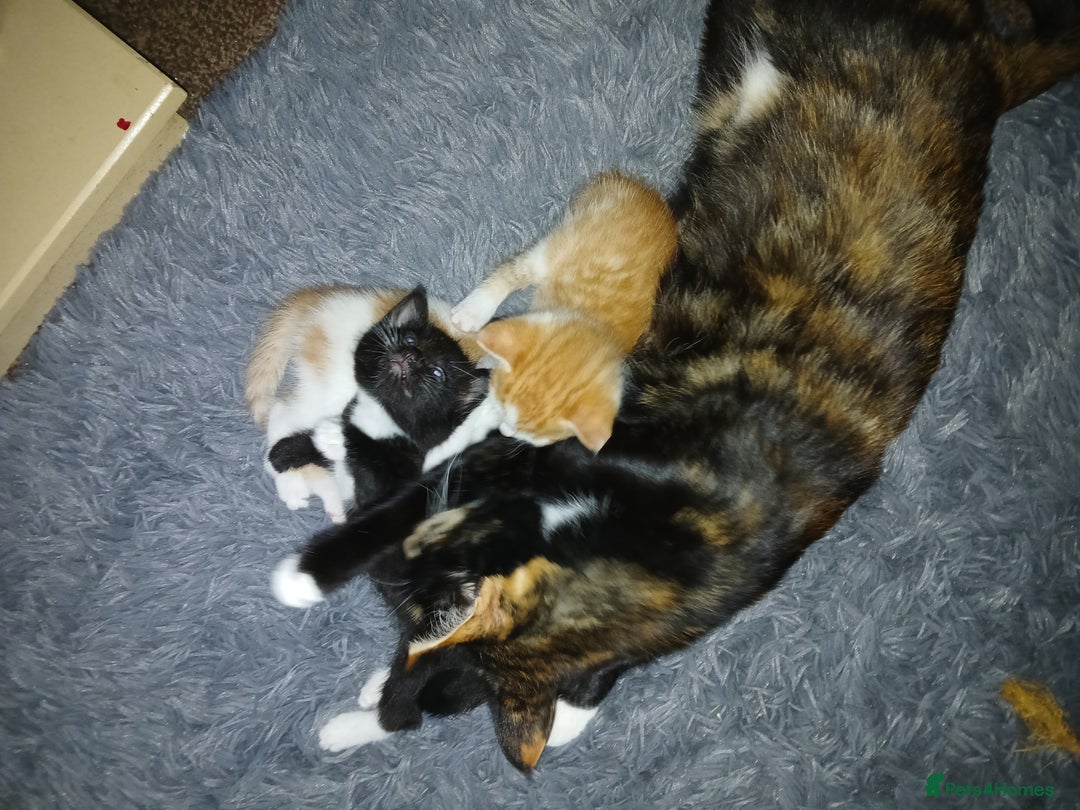 Mixed Breed cats for sale: Beautiful kittens ready  - Image 9