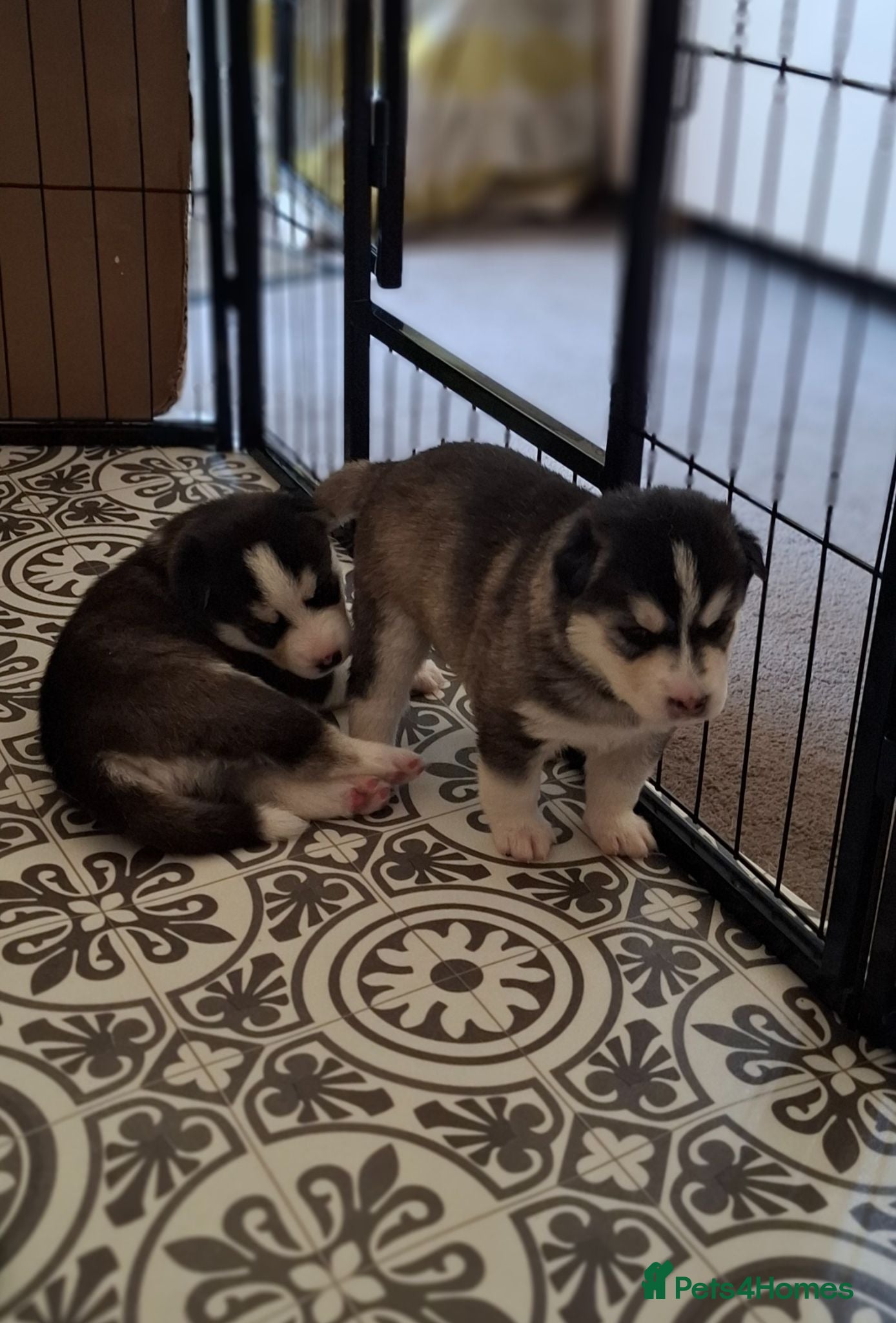 Pomsky dogs Stunning Pomsky Puppies  - Advert 4