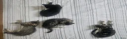 Mixed Breed cats for sale: 8 Week Old Kittens - Mixed Breed - Advert 2