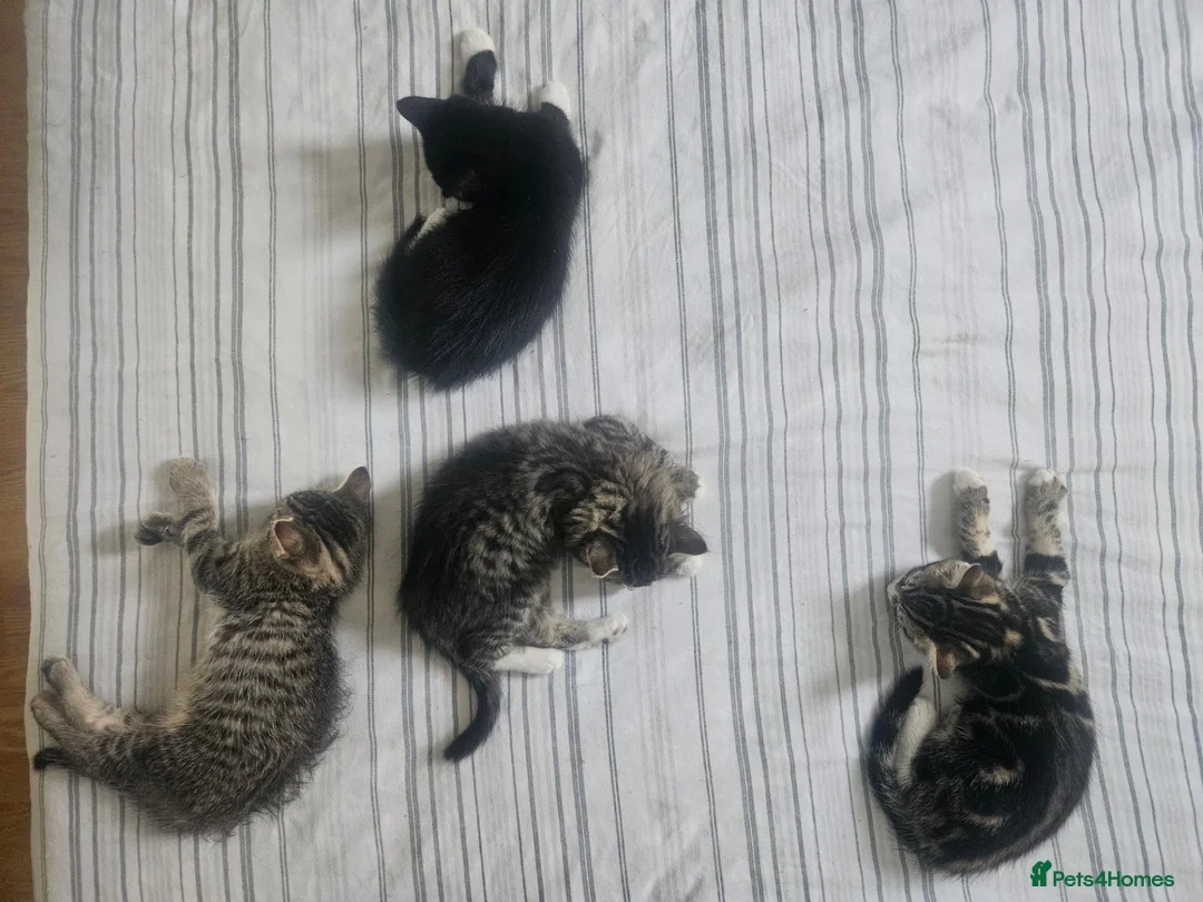 Mixed Breed cats for sale: 8 Week Old Kittens - Mixed Breed - Advert 2
