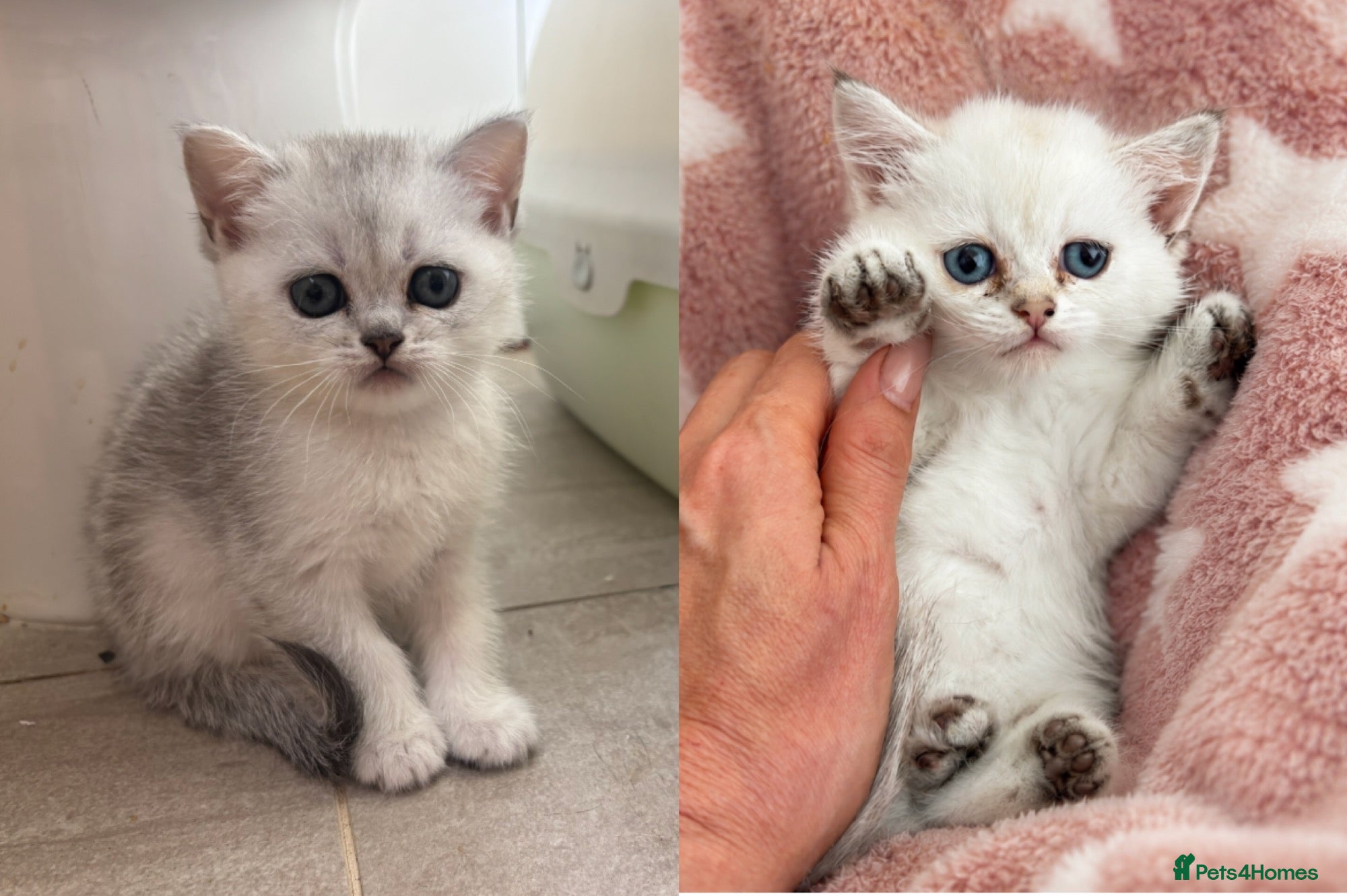 British Shorthair cats BSH GCCF reg., silver chinchilla & colour point  - Advert 5