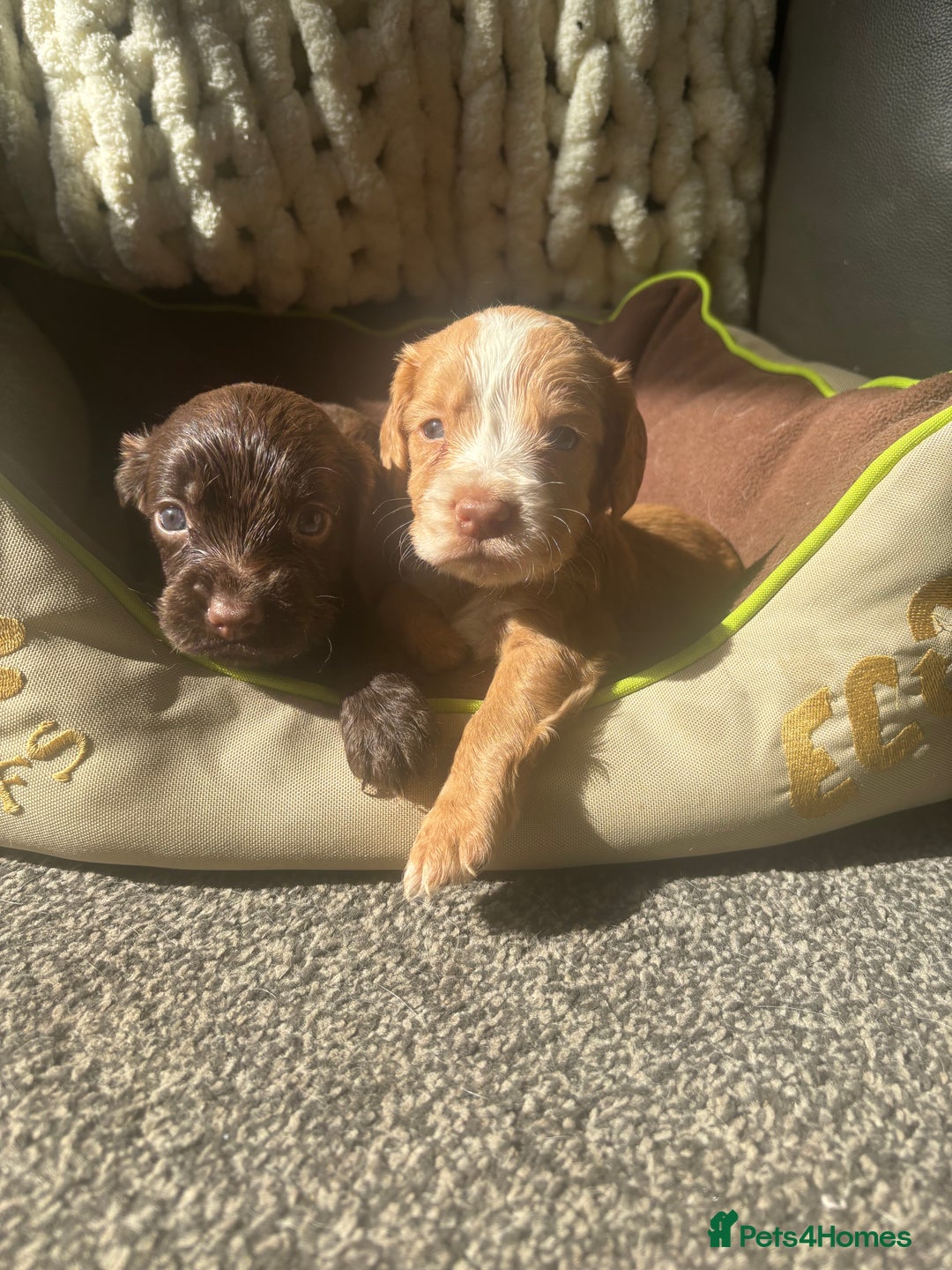 Cocker Spaniel dogs for sale: My 3 beautiful puppies  - Image 7